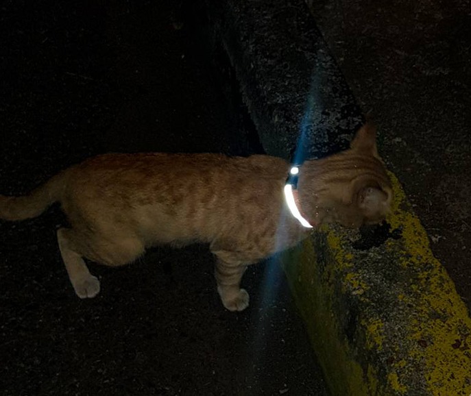 Safety Collar Unpad Street Feeding Animal Friend